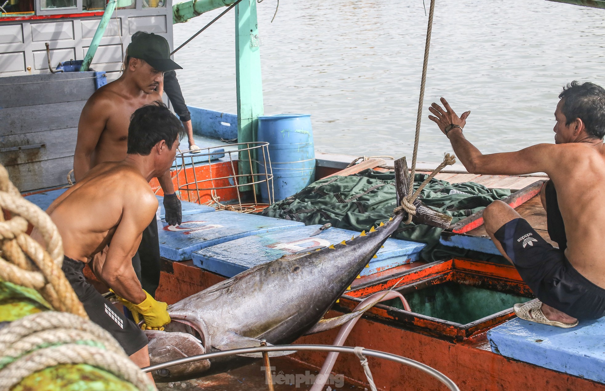 Xem ngư dân xuất bán cá ngừ 40-50 kg vừa đánh bắt từ Trường Sa- Ảnh 4.