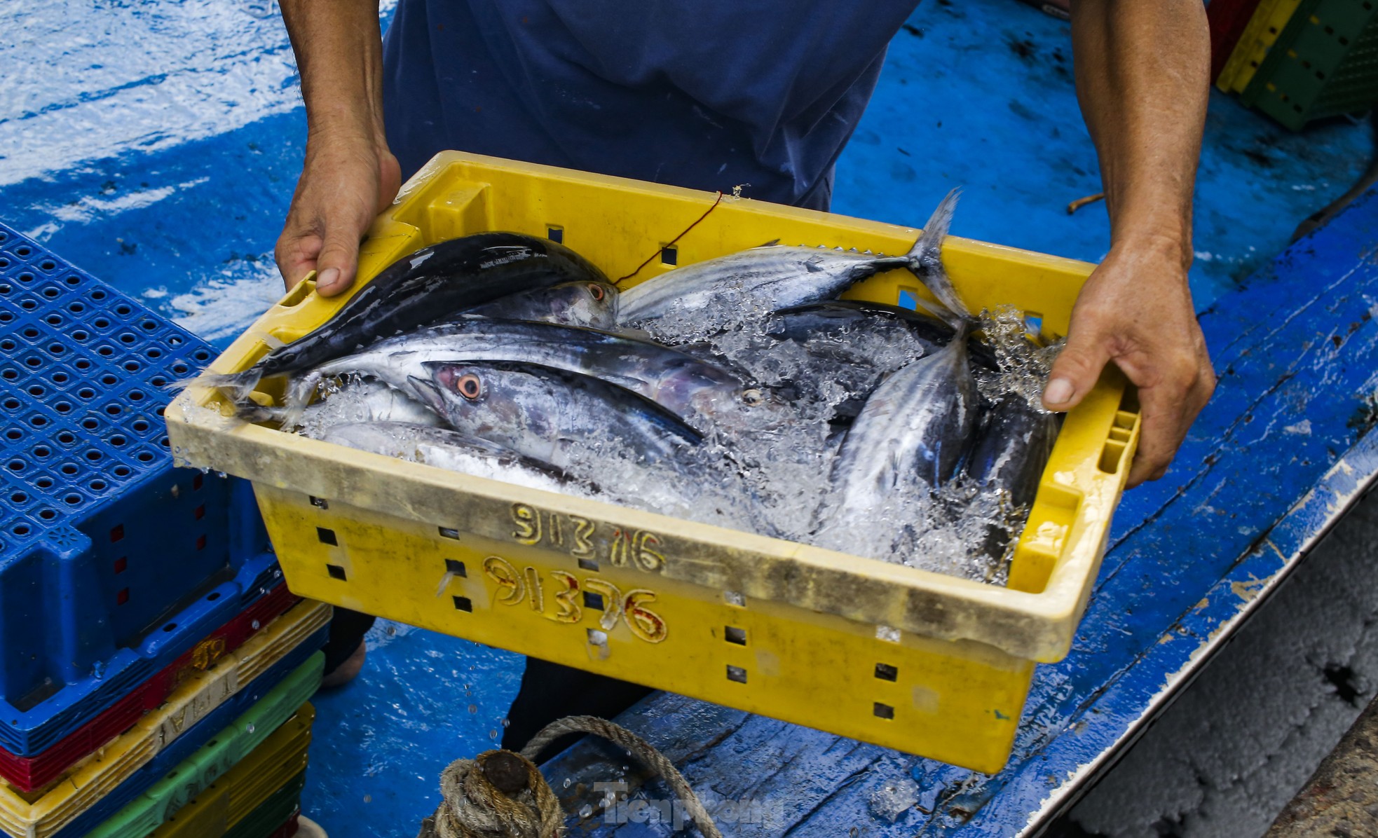 Xem ngư dân xuất bán cá ngừ 40-50 kg vừa đánh bắt từ Trường Sa- Ảnh 10.