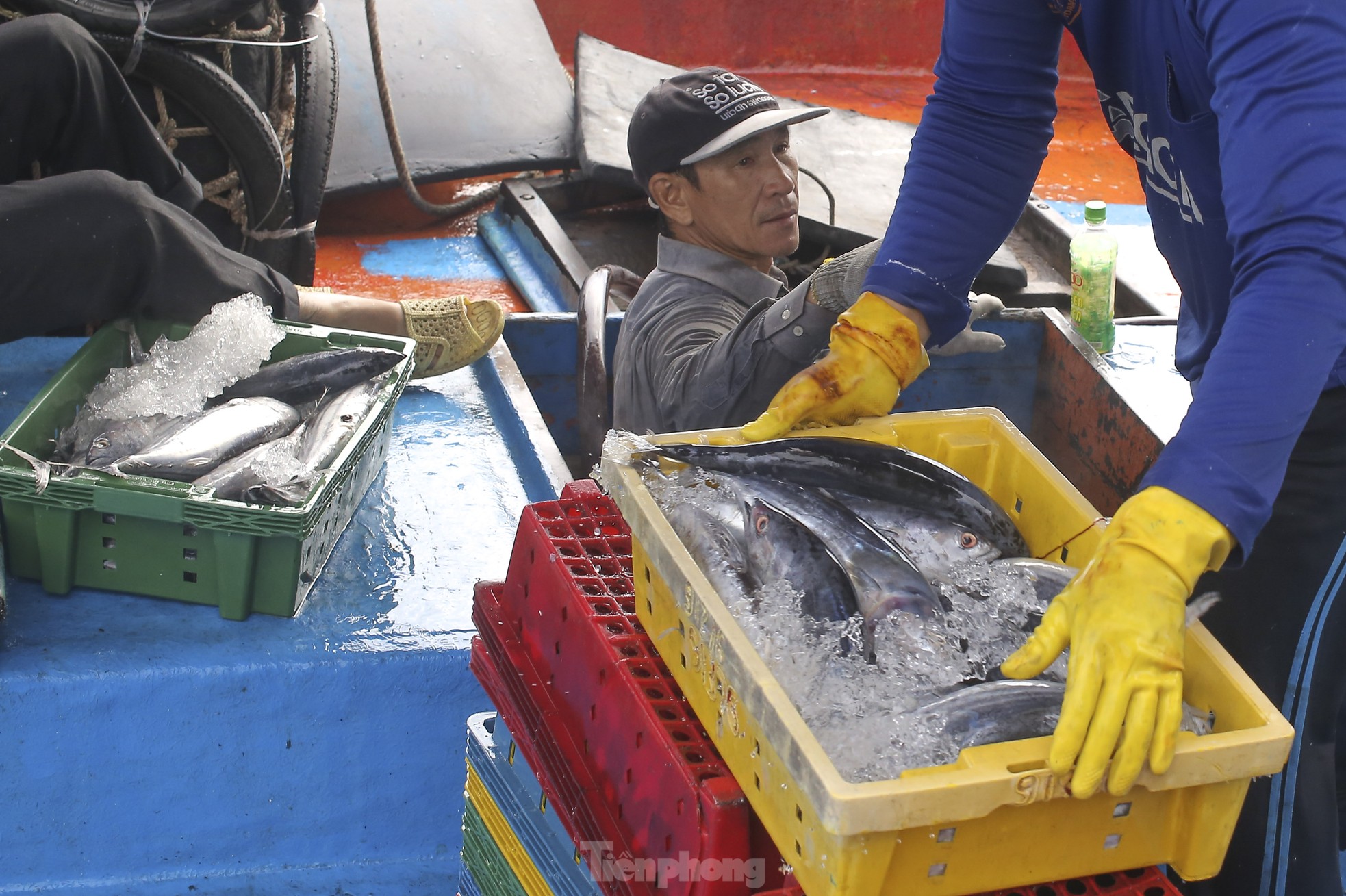 Xem ngư dân xuất bán cá ngừ 40-50 kg vừa đánh bắt từ Trường Sa- Ảnh 9.