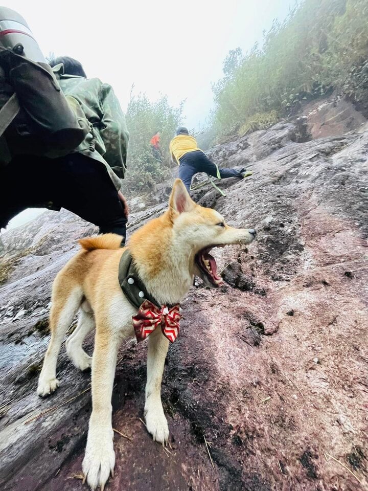 Chú chó thành 'idol mạng' nhờ chinh phục 7 ngọn núi khó trèo ở Việt Nam- Ảnh 4.