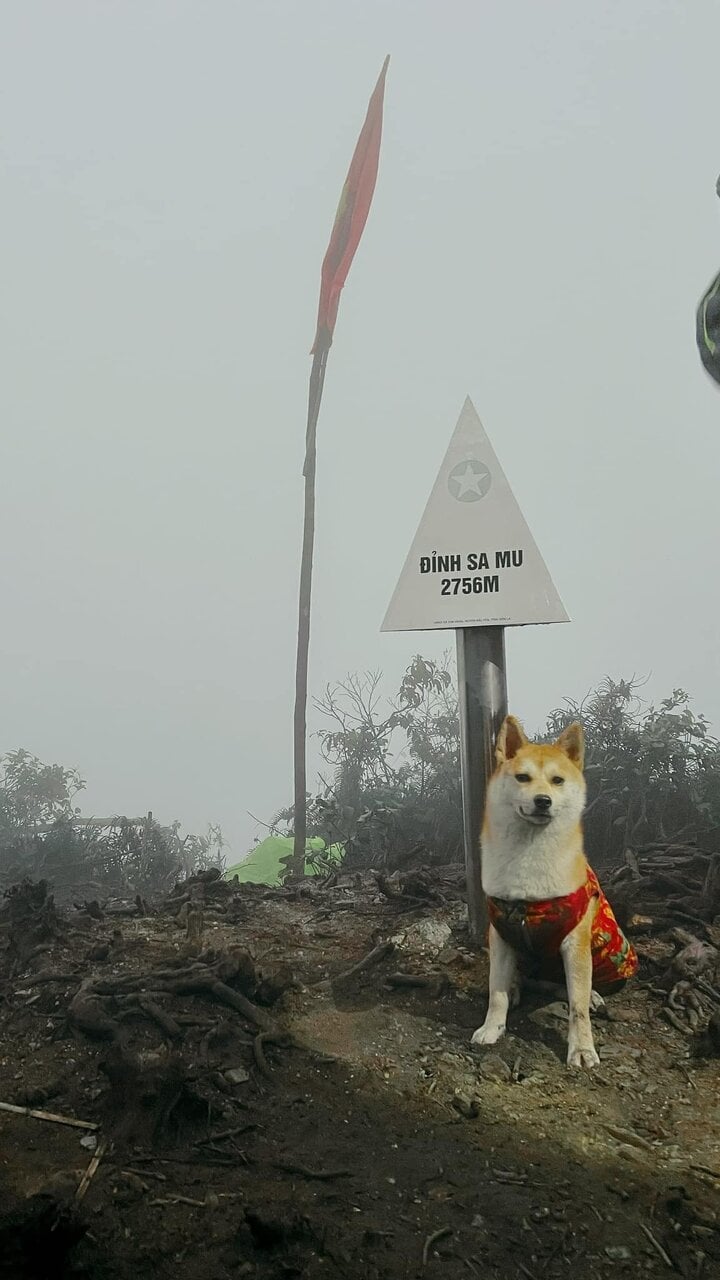 Chú chó thành 'idol mạng' nhờ chinh phục 7 ngọn núi khó trèo ở Việt Nam- Ảnh 2.