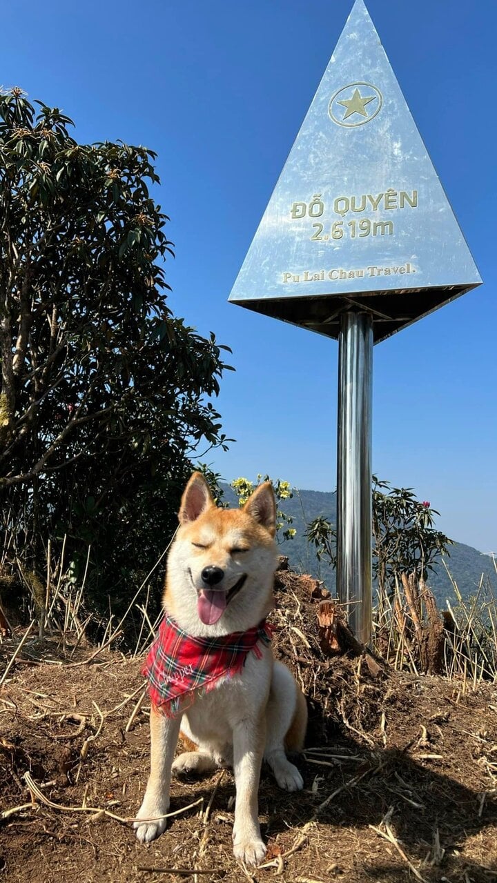 Chú chó thành 'idol mạng' nhờ chinh phục 7 ngọn núi khó trèo ở Việt Nam- Ảnh 1.