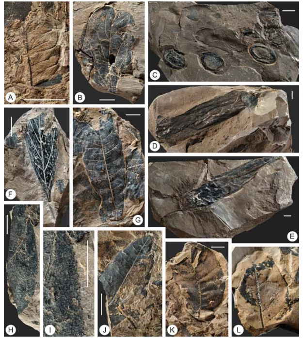Mỏ hóa thạch lớn nhất Đông Nam Á ở Việt Nam: Tuổi đời hơn 30 triệu năm, nhiều loài mới được tìm thấy- Ảnh 1.