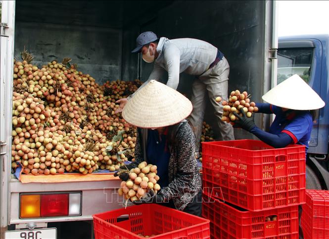 Bắc Giang: Xuất khẩu vải thiều thành công vào nhiều thị trường 'khó tính'- Ảnh 1.