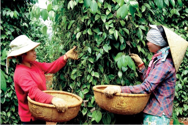 Lý do giá hồ tiêu 'nhảy múa' liên tục- Ảnh 1.