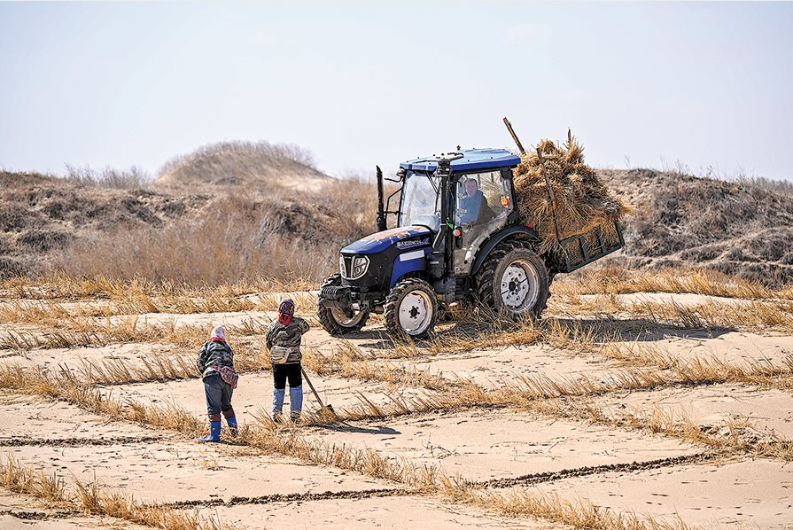 Trước cảnh ‘cát nuốt chửng người’, Trung Quốc mang rừng vào sa mạc, đi ngược quy luật truyền thống khiến thế giới ngả mũ thán phục- Ảnh 3.