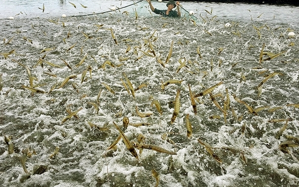 Chuyển động dữ dội của các “ông trùm” thuỷ sản trên sàn: Vua tôm lên kế hoạch lãi kỷ lục gần 1.300 tỷ, loạt tay to đổ vốn cho cá tra