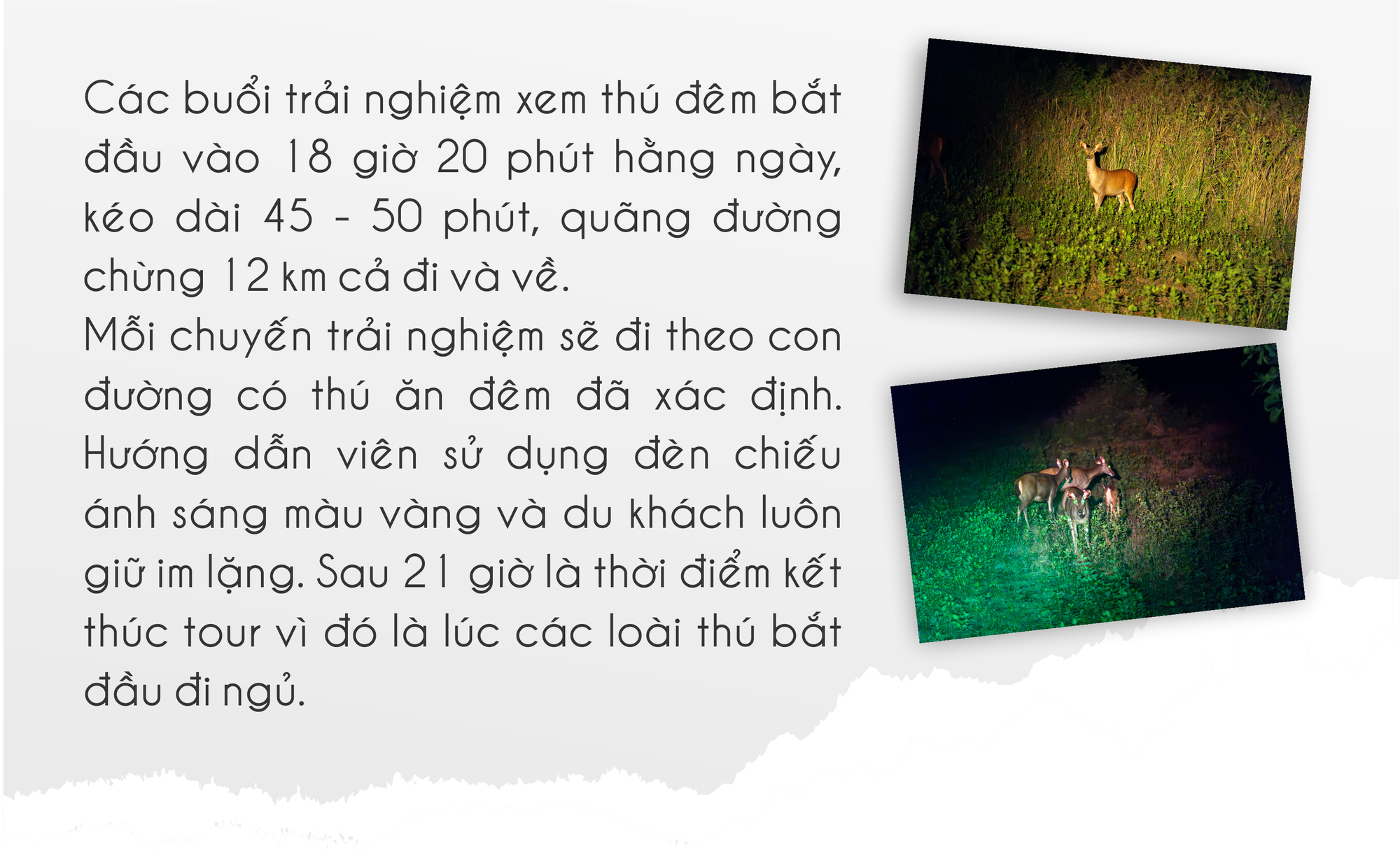 Mùa hè vào Vườn Quốc gia Nam Cát Tiên ngắm thú đêm, xem bướm- Ảnh 21.