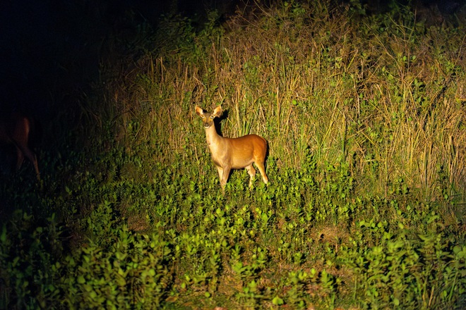 Mùa hè vào Vườn Quốc gia Nam Cát Tiên ngắm thú đêm, xem bướm- Ảnh 18.