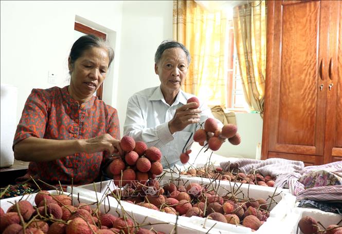 Vải trứng Hưng Yên đắt khách- Ảnh 3.