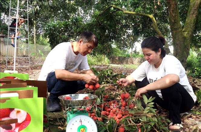 Vải trứng Hưng Yên đắt khách- Ảnh 2.