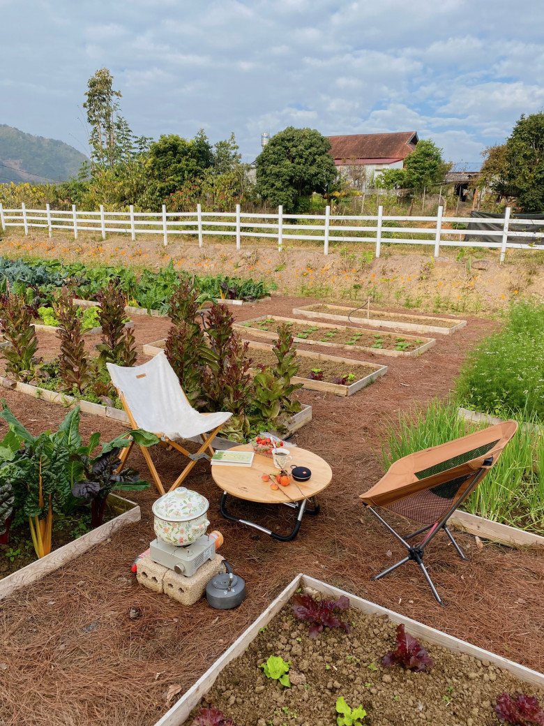 Khu vườn đẹp ấn tượng của cô gái 30 tuổi: Rau trái thu hoạch quanh năm mà chi phí cải tạo chỉ 10 triệu đồng- Ảnh 14.