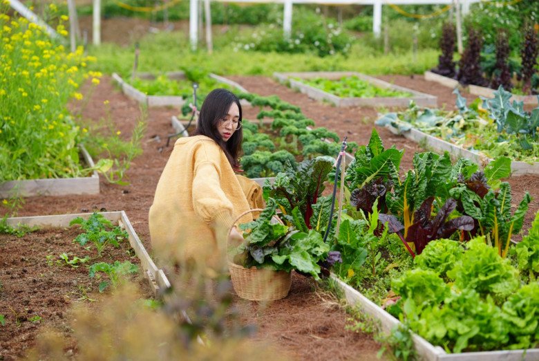 Khu vườn đẹp ấn tượng của cô gái 30 tuổi: Rau trái thu hoạch quanh năm mà chi phí cải tạo chỉ 10 triệu đồng