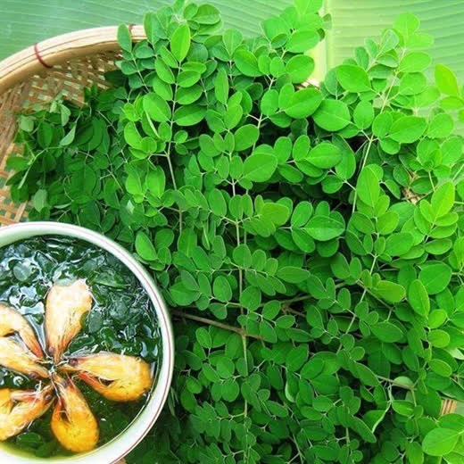 Loại cây mọc dại ở Việt Nam nhưng được thế giới gọi là 'cây vạn năng', hóa ra là vị thuốc rất quý- Ảnh 2.