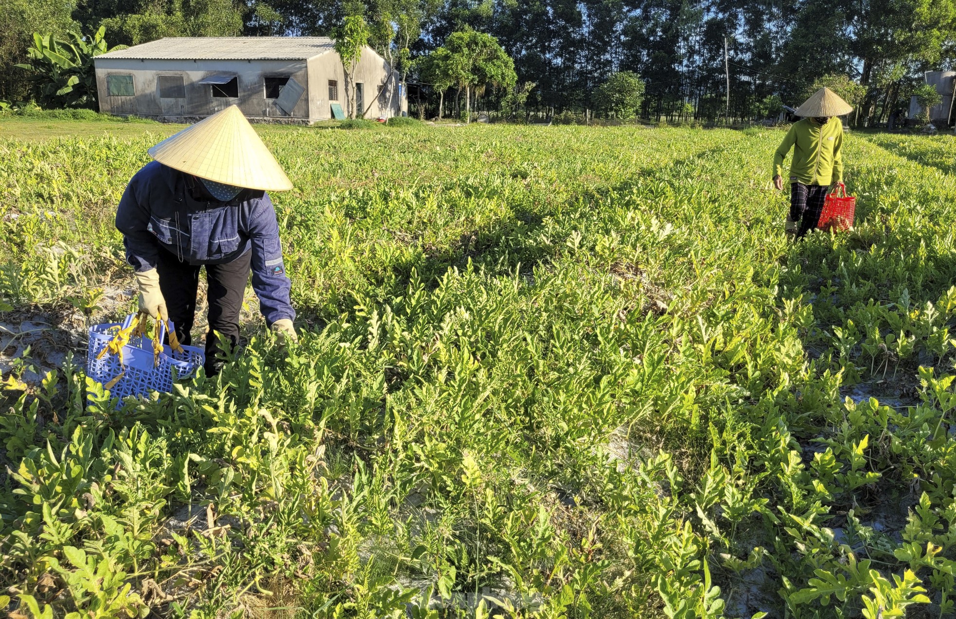 Nông dân phấn khởi vì dưa được mùa- Ảnh 3.