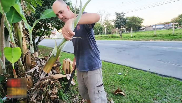 Chồng Brazil bĩu môi khi thấy vợ Việt chặt cây chuối về nấu, vừa nếm thử liền đưa ra nhận xét hết hồn- Ảnh 1.