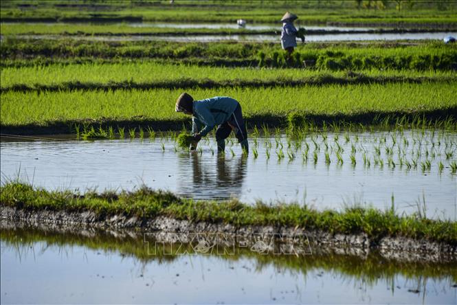 Indonesia cân nhắc mua công ty gạo Campuchia để tăng nguồn cung- Ảnh 1.
