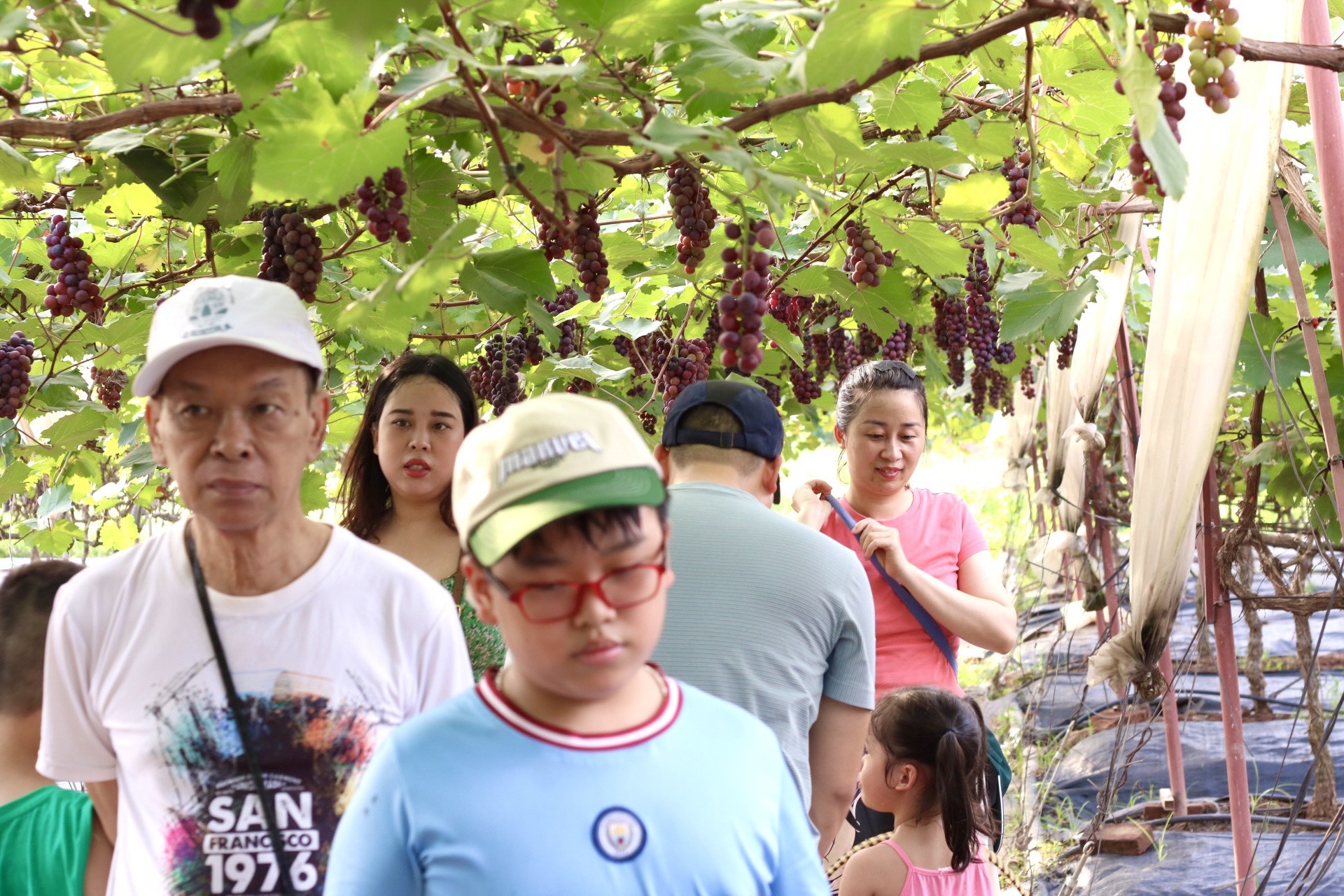 Giới trẻ rủ nhau check-in tại vườn nho trĩu quả chín mọng tại Hà Nội- Ảnh 4.