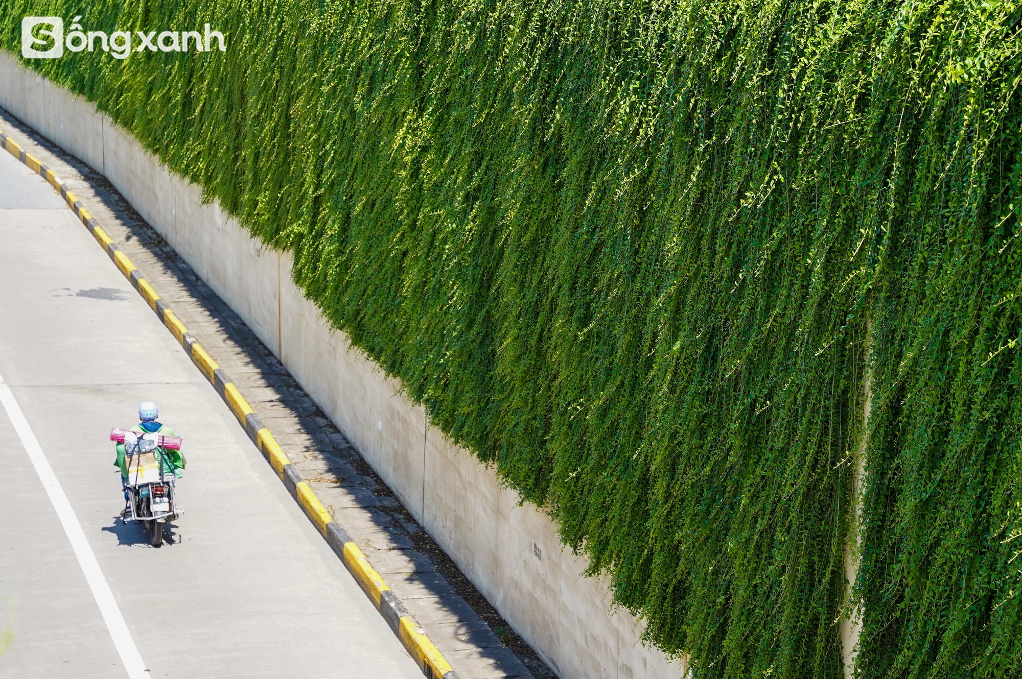 Ngắm 'cánh rừng' xanh bạt ngàn trên Đại lộ 7.500 tỷ đồng rộng tới 16 làn xe, dài và đẹp bậc nhất Việt Nam- Ảnh 4.