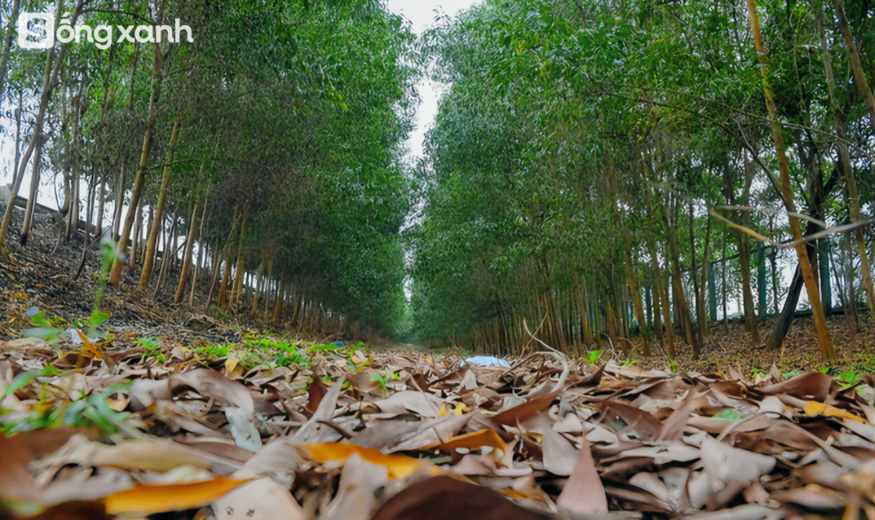 Ngắm 'cánh rừng' xanh bạt ngàn trên Đại lộ 7.500 tỷ đồng rộng tới 16 làn xe, dài và đẹp bậc nhất Việt Nam- Ảnh 15.