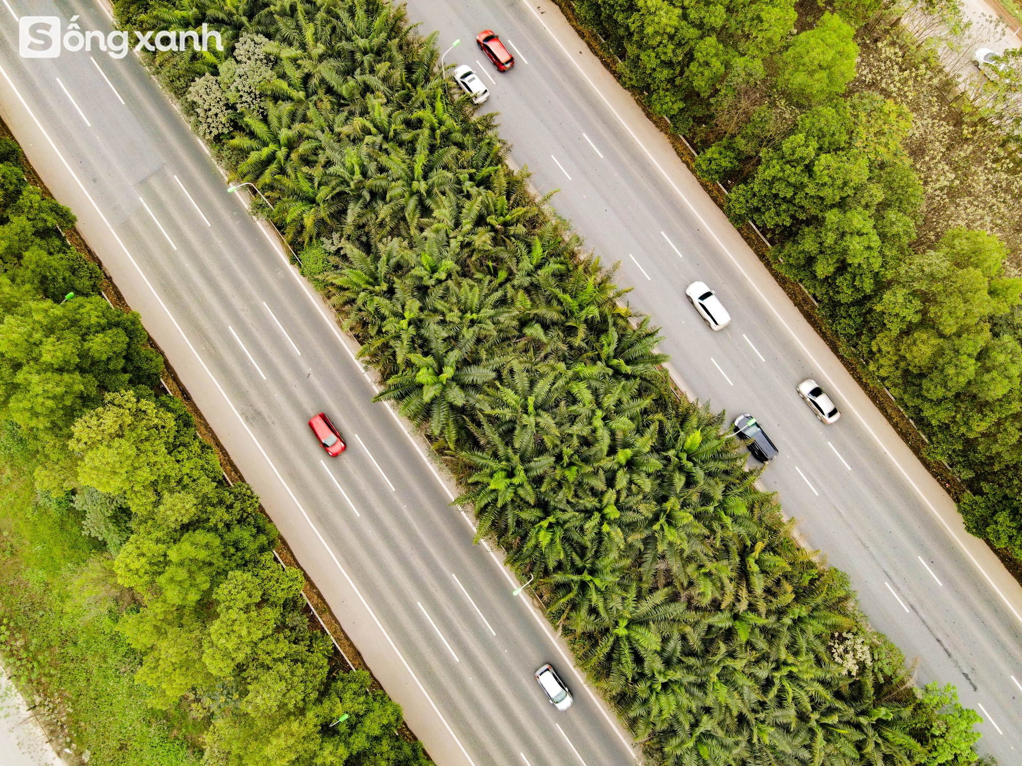 Ngắm 'cánh rừng' xanh bạt ngàn trên Đại lộ 7.500 tỷ đồng rộng tới 16 làn xe, dài và đẹp bậc nhất Việt Nam- Ảnh 6.