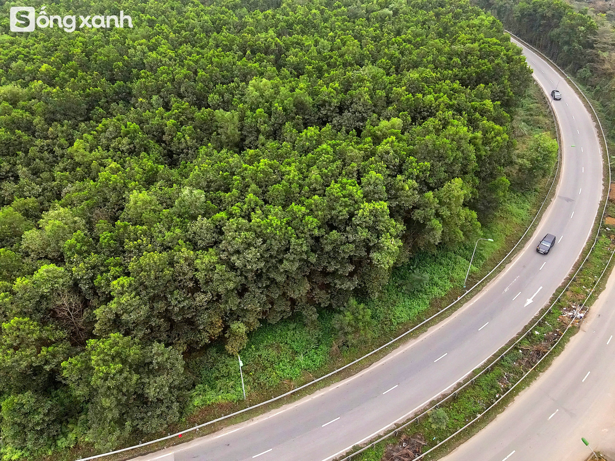 Ngắm 'cánh rừng' xanh bạt ngàn trên Đại lộ 7.500 tỷ đồng rộng tới 16 làn xe, dài và đẹp bậc nhất Việt Nam- Ảnh 7.