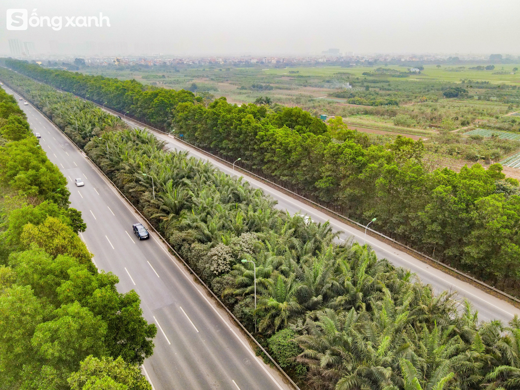 Ngắm 'cánh rừng' xanh bạt ngàn trên Đại lộ 7.500 tỷ đồng rộng tới 16 làn xe, dài và đẹp bậc nhất Việt Nam- Ảnh 9.