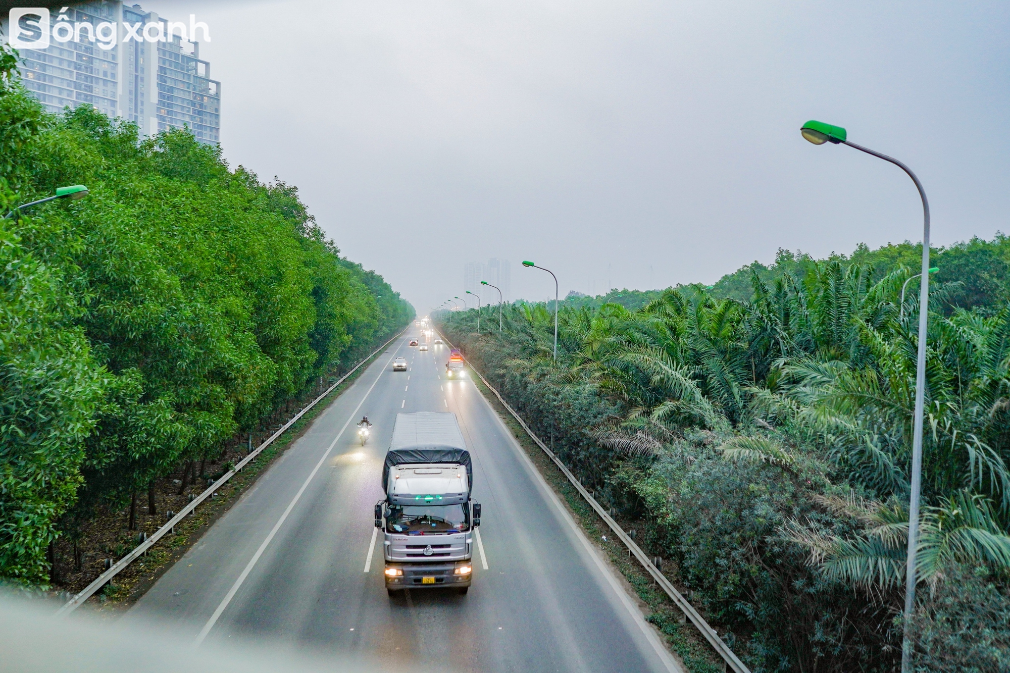 Ngắm 'cánh rừng' xanh bạt ngàn trên Đại lộ 7.500 tỷ đồng rộng tới 16 làn xe, dài và đẹp bậc nhất Việt Nam- Ảnh 14.