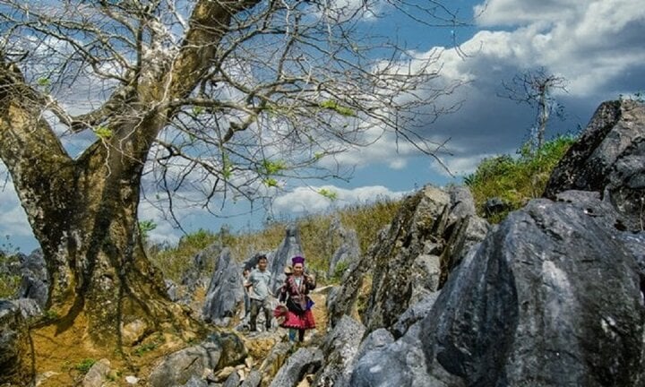 Khám phá vẻ đẹp hoang sơ trên cao nguyên đá Tủa Chùa- Ảnh 2.