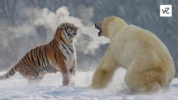 Tại sao có gấu Bắc Cực mà không có hổ Bắc Cực?- Ảnh 4.