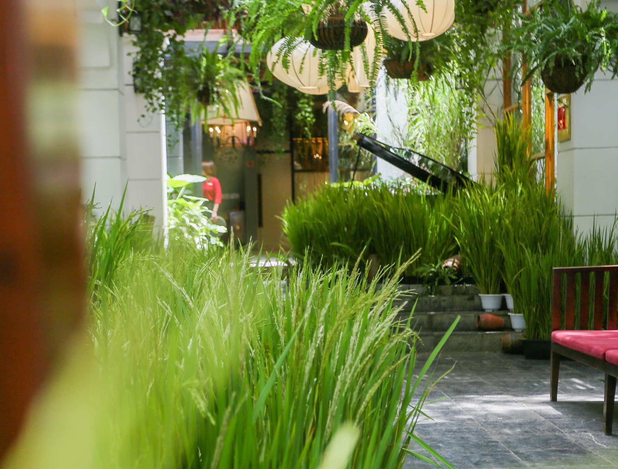 1 công ty sở hữu tới 2 nhà hàng liên tục được Michelin “ưu ái” tại Hà Nội: Không chỉ ăn ngon, còn hóa “đồng lúa” xanh ngát giữa lòng Thủ đô- Ảnh 8.