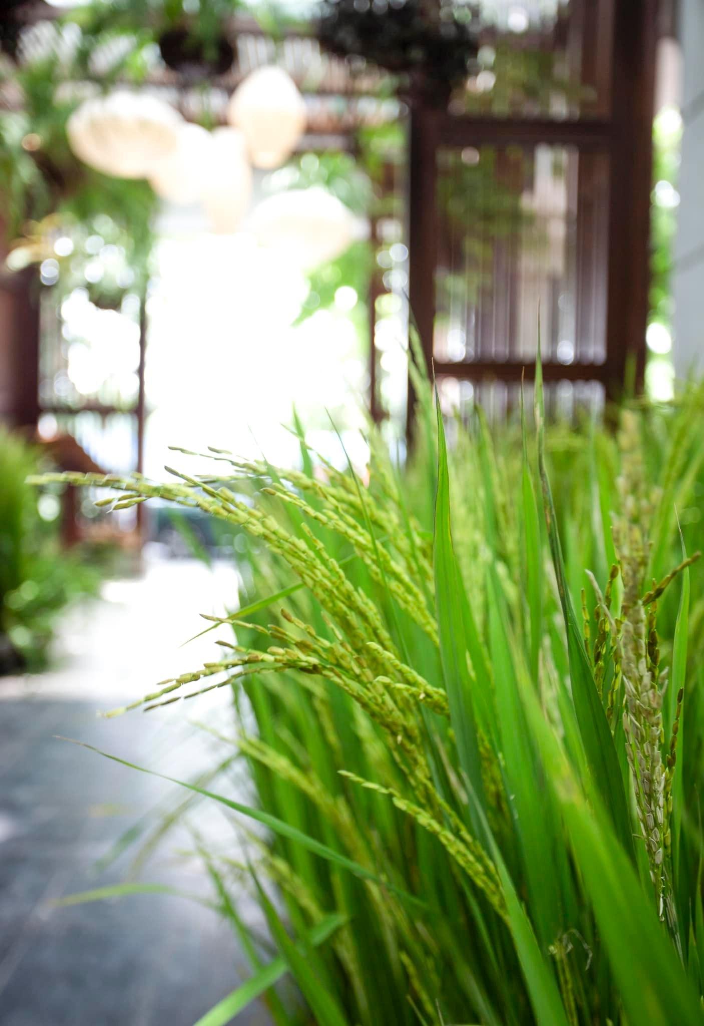 1 công ty sở hữu tới 2 nhà hàng liên tục được Michelin “ưu ái” tại Hà Nội: Không chỉ ăn ngon, còn hóa “đồng lúa” xanh ngát giữa lòng Thủ đô- Ảnh 11.