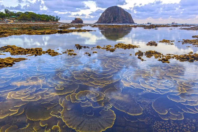Hòn đảo ở Phú Yên được công nhận danh thắng quốc gia, cách đất liền chỉ 400m, thấy san hô ngay trên cạn