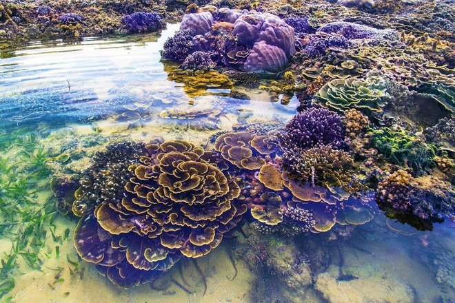 Hòn đảo ở Phú Yên được công nhận danh thắng quốc gia, cách đất liền chỉ 400m, thấy san hô ngay trên cạn- Ảnh 9.