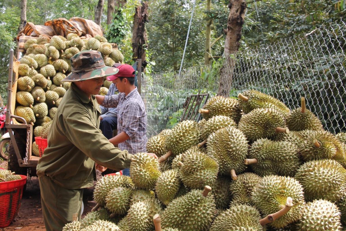 Đặc sản Việt Nam được Trung Quốc chi gần nửa tỷ USD lùng mua, địa phương nào đang nắm 