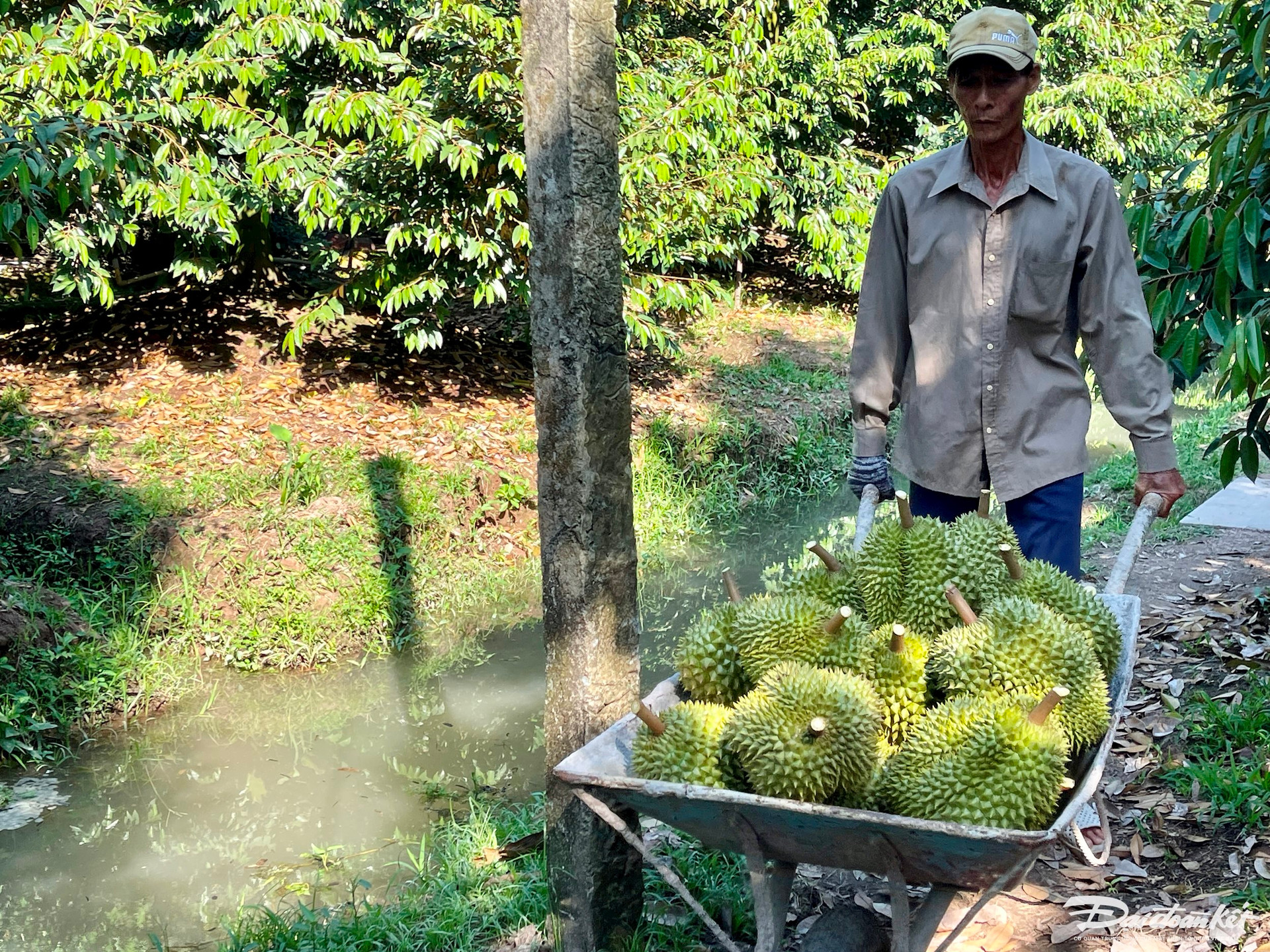 Đặc sản Việt Nam được Trung Quốc chi gần nửa tỷ USD lùng mua, địa phương nào đang nắm 