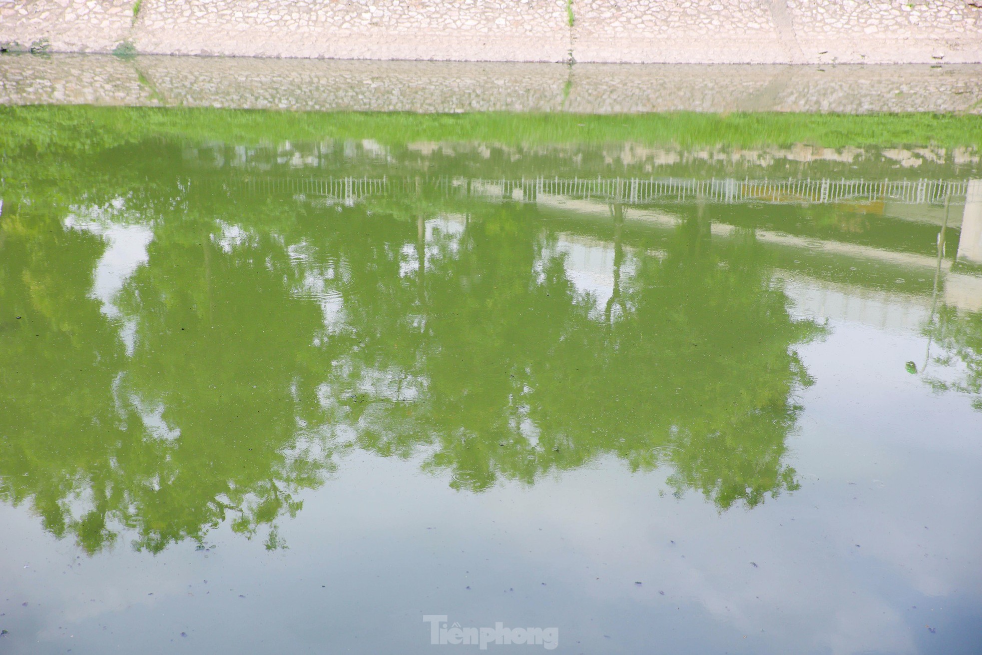 Nước sông Tô Lịch bỗng chuyển sang màu xanh lục- Ảnh 5.