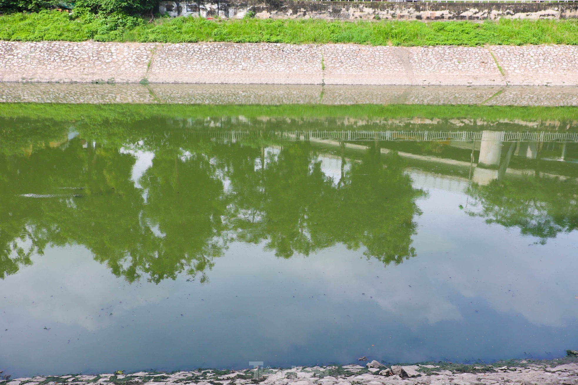 Nước sông Tô Lịch bỗng chuyển sang màu xanh lục- Ảnh 6.