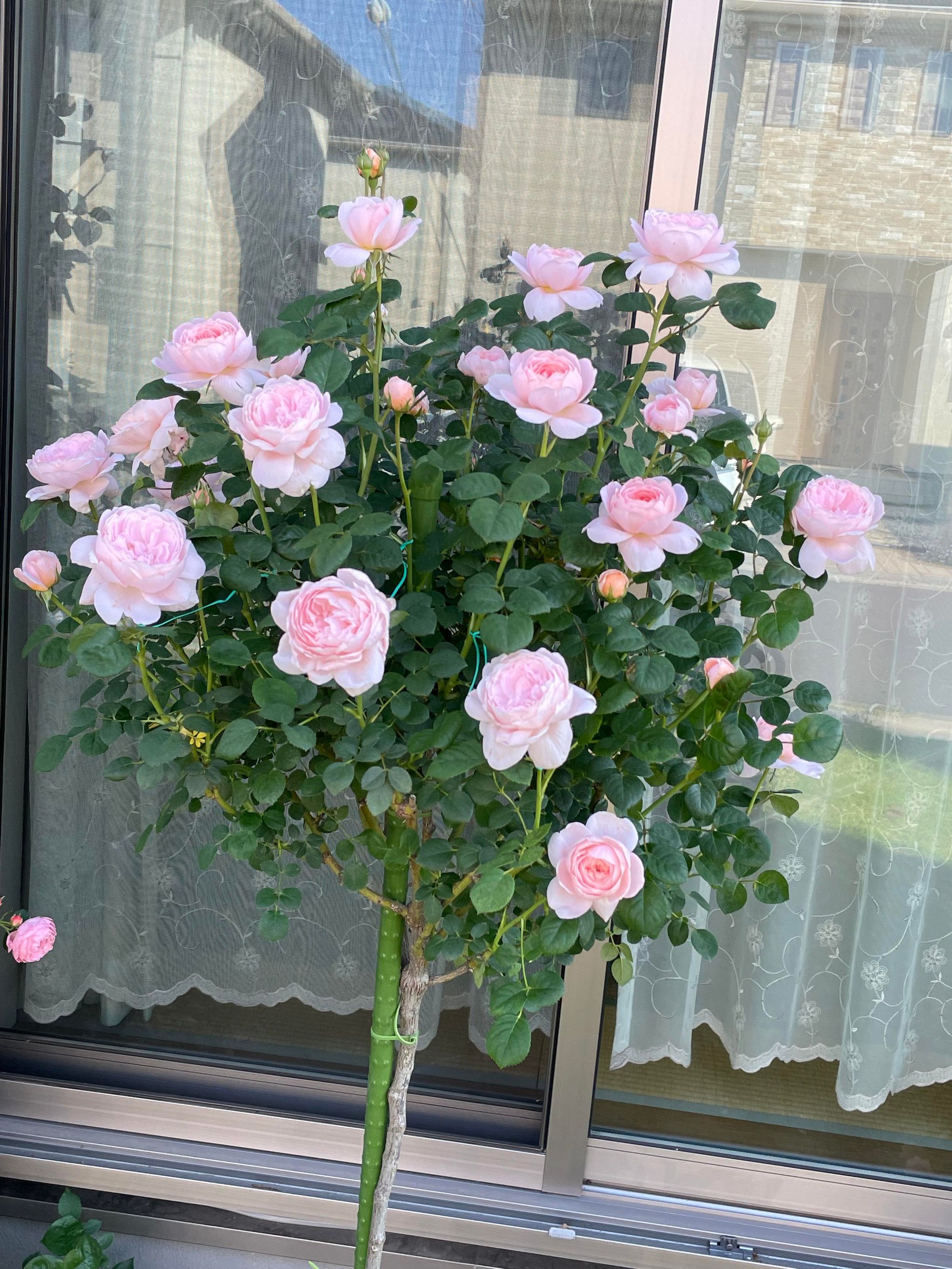 Ngôi nhà lúc nào cũng thơm nức mùi hoa vì có vườn hồng hơn 80 loại của mẹ Việt ở Nhật- Ảnh 13.