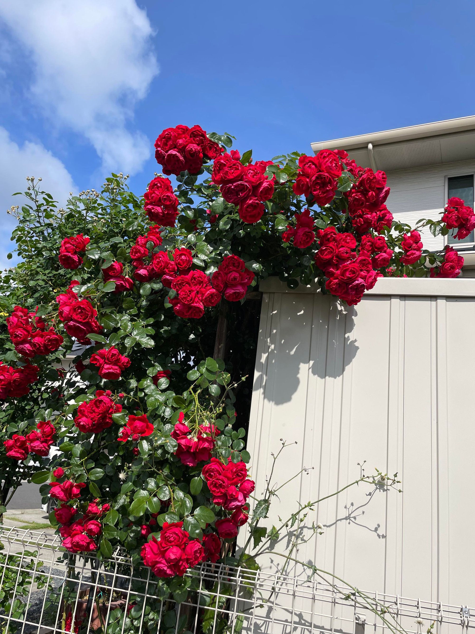 Ngôi nhà lúc nào cũng thơm nức mùi hoa vì có vườn hồng hơn 80 loại của mẹ Việt ở Nhật- Ảnh 6.