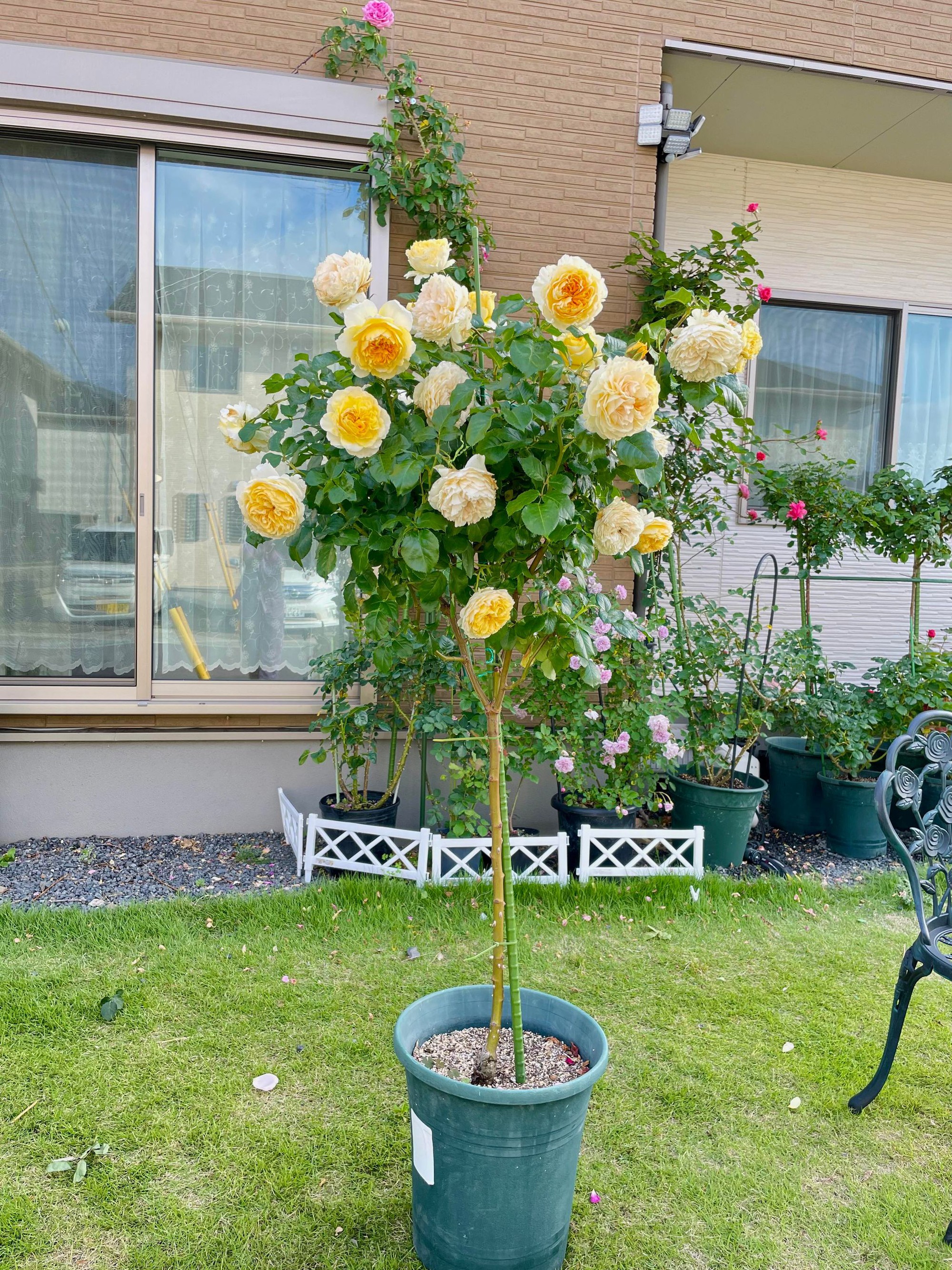 Ngôi nhà lúc nào cũng thơm nức mùi hoa vì có vườn hồng hơn 80 loại của mẹ Việt ở Nhật- Ảnh 15.