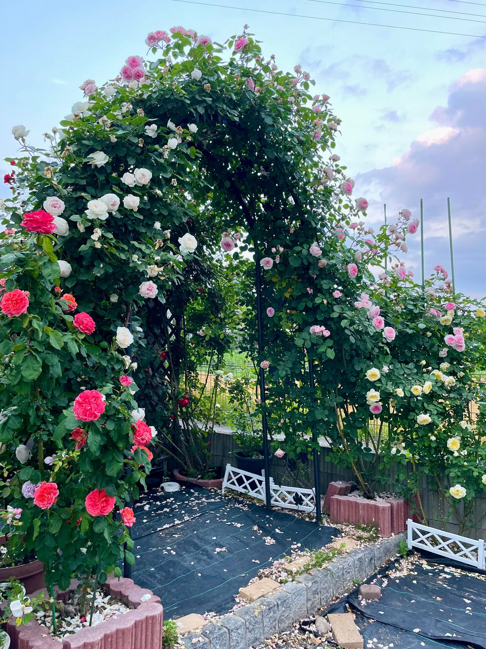 Ngôi nhà lúc nào cũng thơm nức mùi hoa vì có vườn hồng hơn 80 loại của mẹ Việt ở Nhật- Ảnh 9.