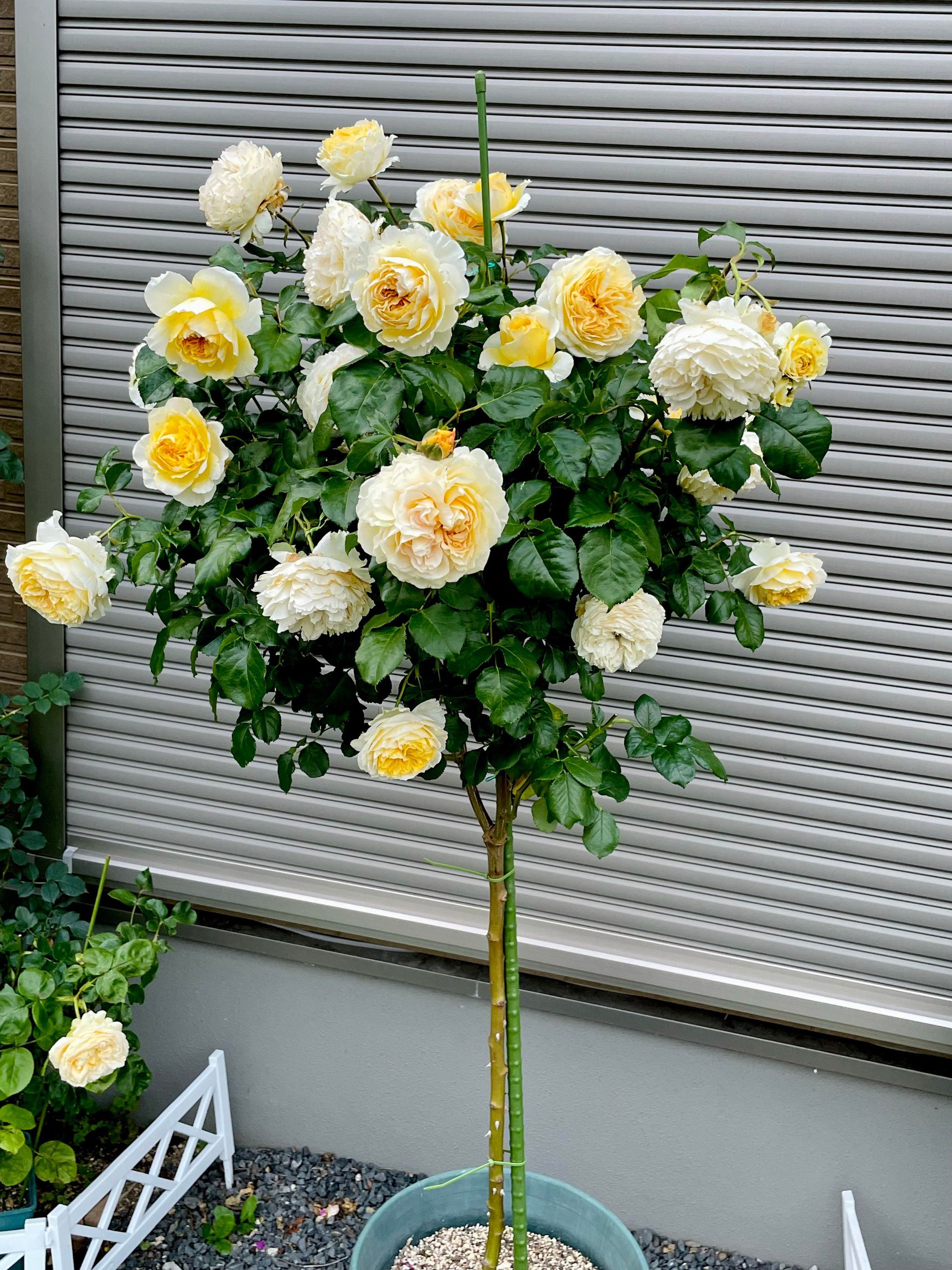 Ngôi nhà lúc nào cũng thơm nức mùi hoa vì có vườn hồng hơn 80 loại của mẹ Việt ở Nhật- Ảnh 16.