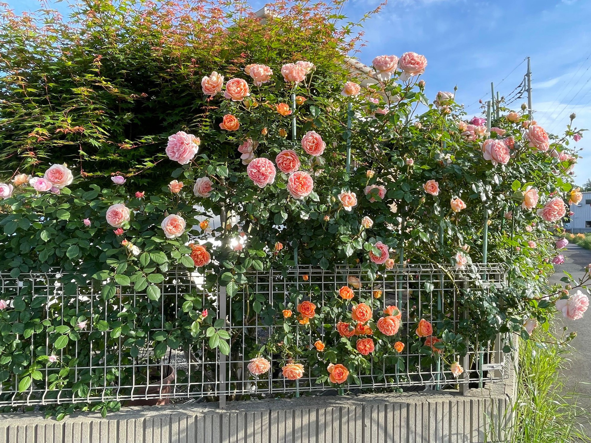 Ngôi nhà lúc nào cũng thơm nức mùi hoa vì có vườn hồng hơn 80 loại của mẹ Việt ở Nhật- Ảnh 8.