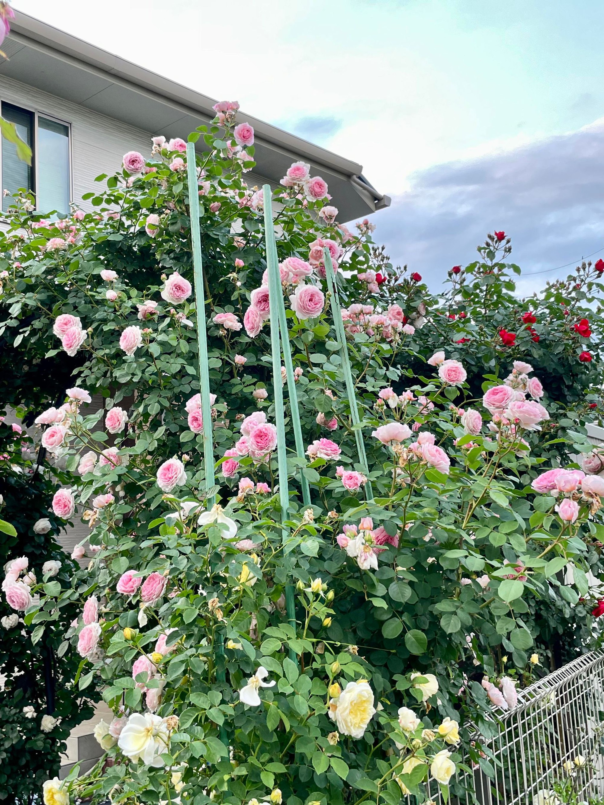 Ngôi nhà lúc nào cũng thơm nức mùi hoa vì có vườn hồng hơn 80 loại của mẹ Việt ở Nhật- Ảnh 11.