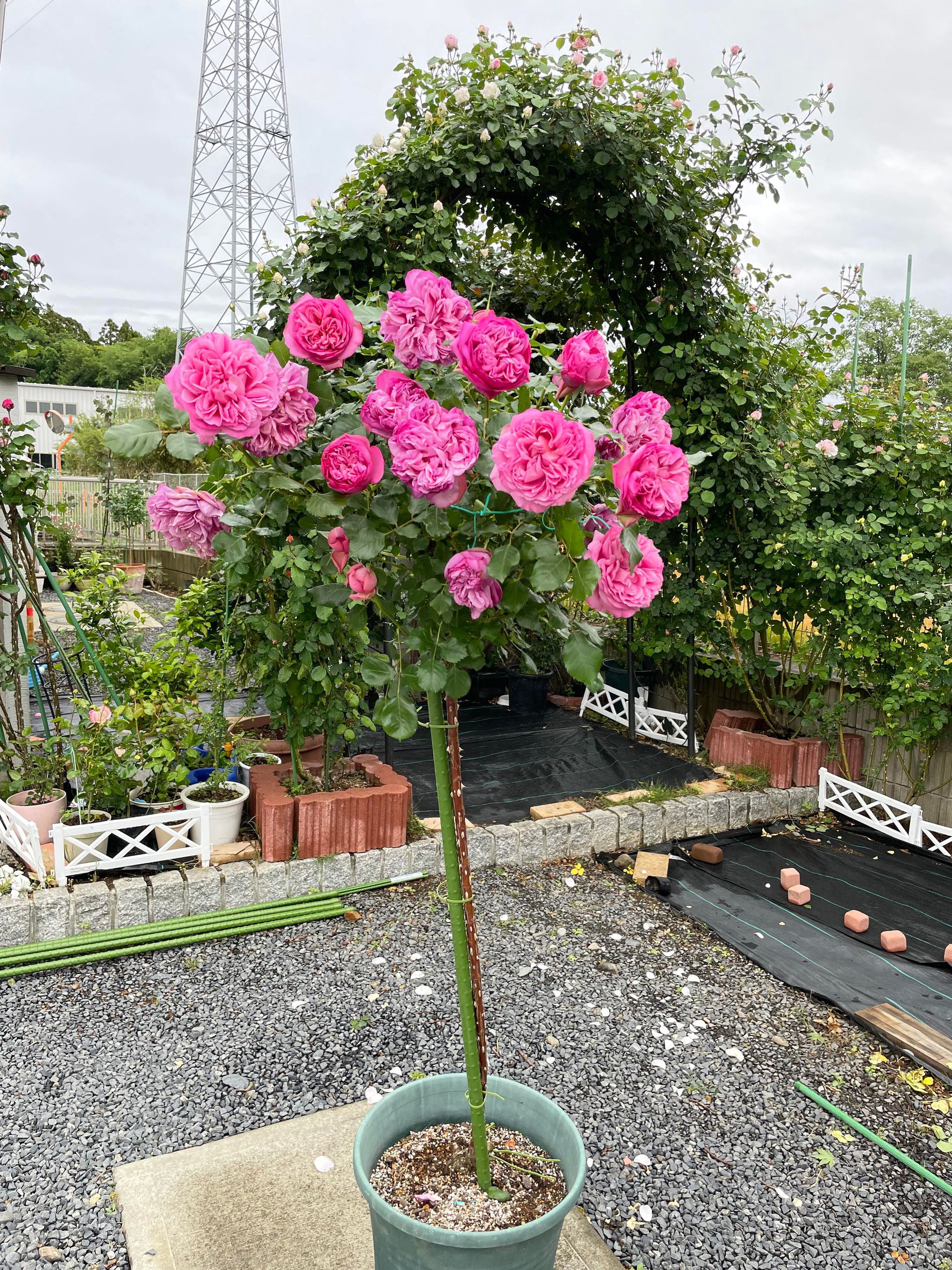 Ngôi nhà lúc nào cũng thơm nức mùi hoa vì có vườn hồng hơn 80 loại của mẹ Việt ở Nhật- Ảnh 18.