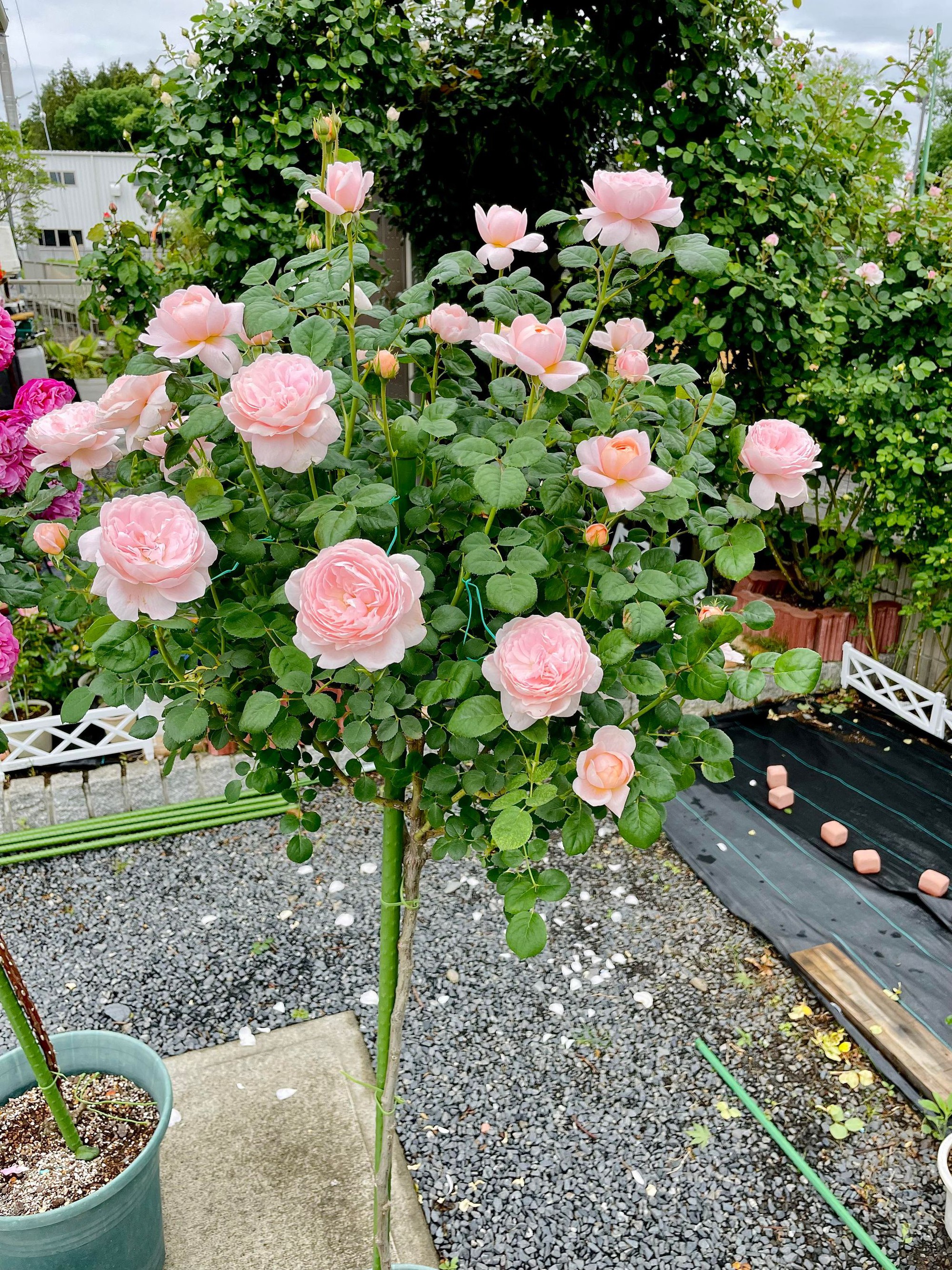 Ngôi nhà lúc nào cũng thơm nức mùi hoa vì có vườn hồng hơn 80 loại của mẹ Việt ở Nhật- Ảnh 17.