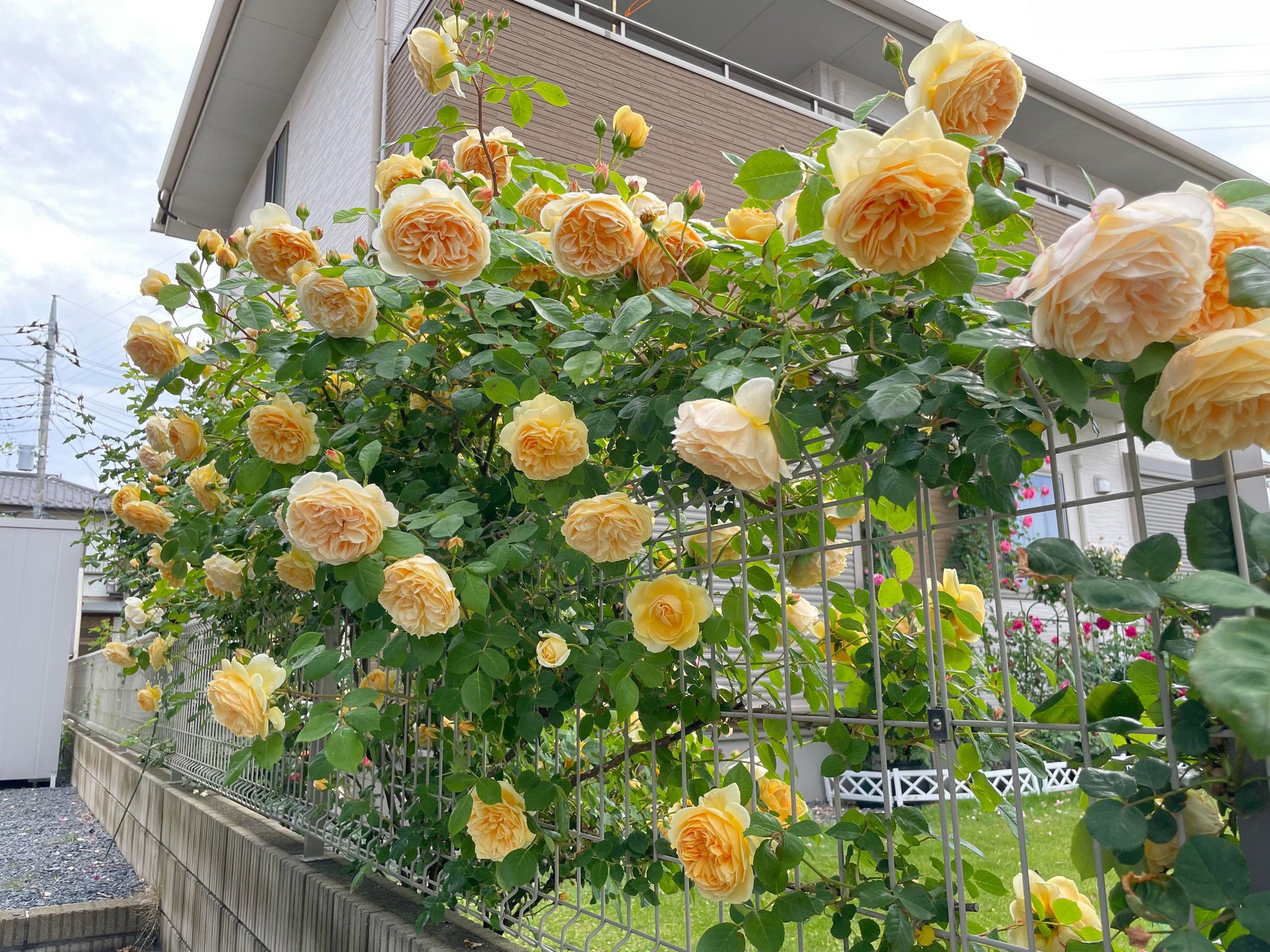 Ngôi nhà lúc nào cũng thơm nức mùi hoa vì có vườn hồng hơn 80 loại của mẹ Việt ở Nhật- Ảnh 7.