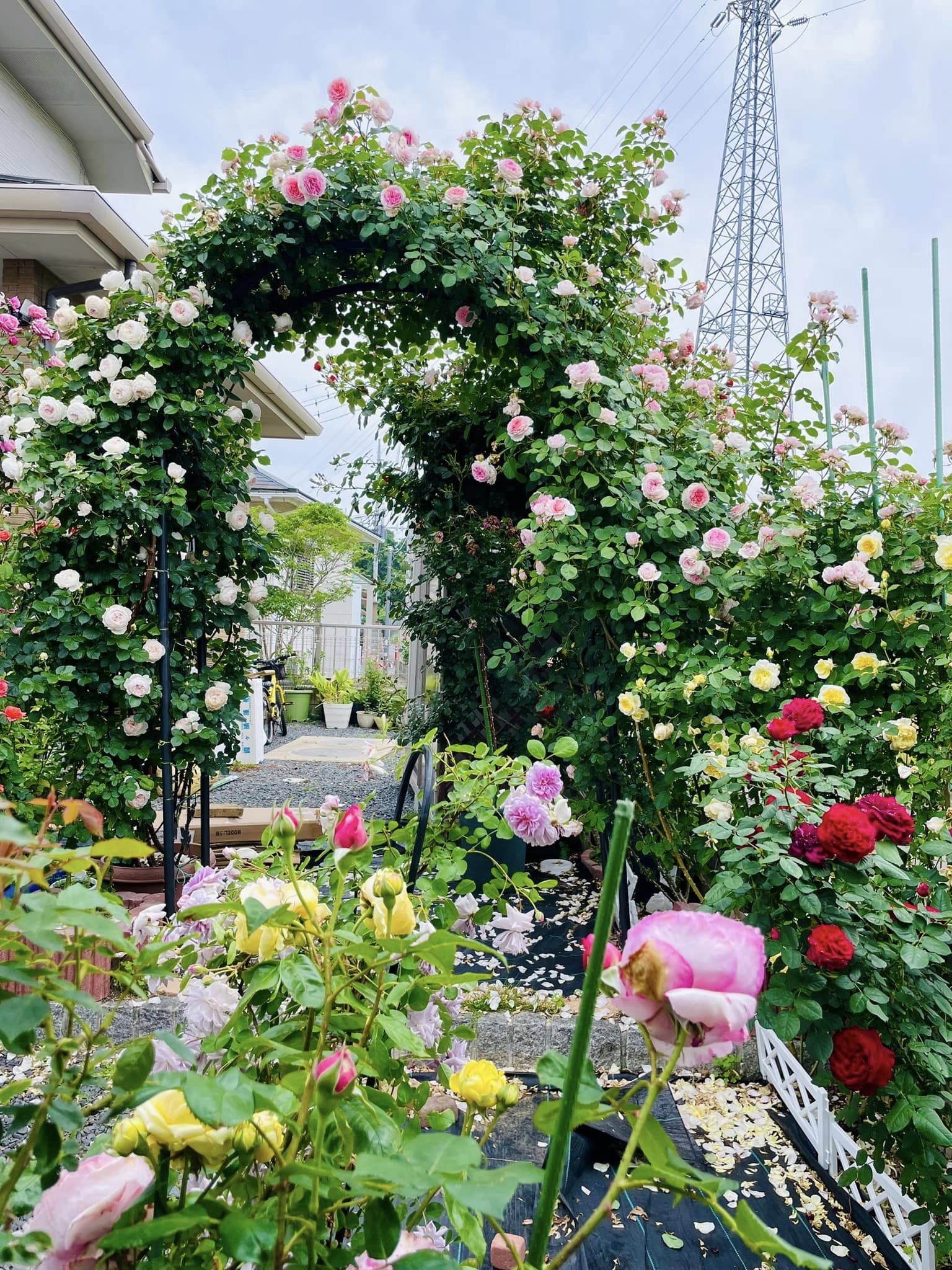 Ngôi nhà lúc nào cũng thơm nức mùi hoa vì có vườn hồng hơn 80 loại của mẹ Việt ở Nhật- Ảnh 10.