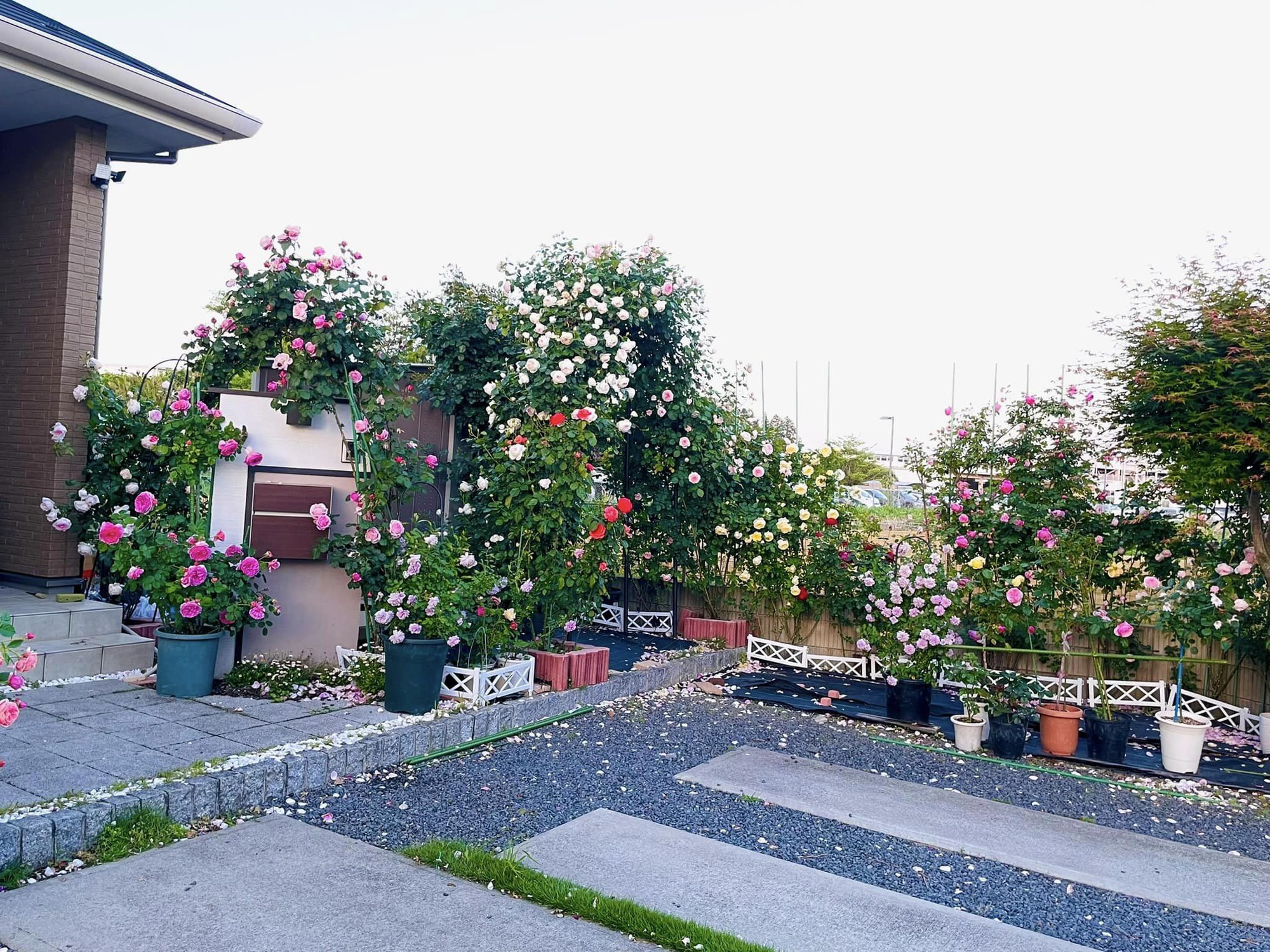 Ngôi nhà lúc nào cũng thơm nức mùi hoa vì có vườn hồng hơn 80 loại của mẹ Việt ở Nhật- Ảnh 1.